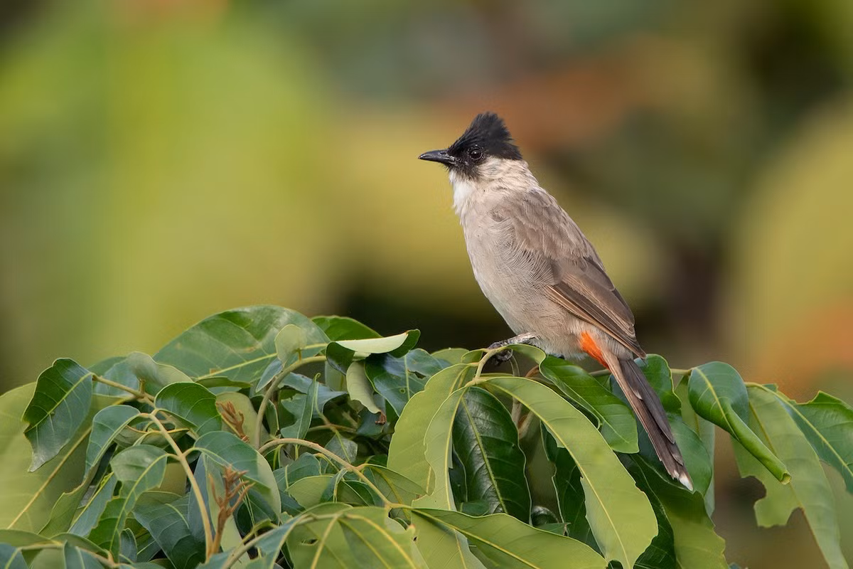 Bông lau tai trắng (Pycnonotus aurigaster) dài 19-21 cm, là loài định cư., tương đối phổ biến trong cả nước. Sinh cảnh của loài này là rừng thứ sinh, nơi canh tác, cây bụi, trảng cỏ.