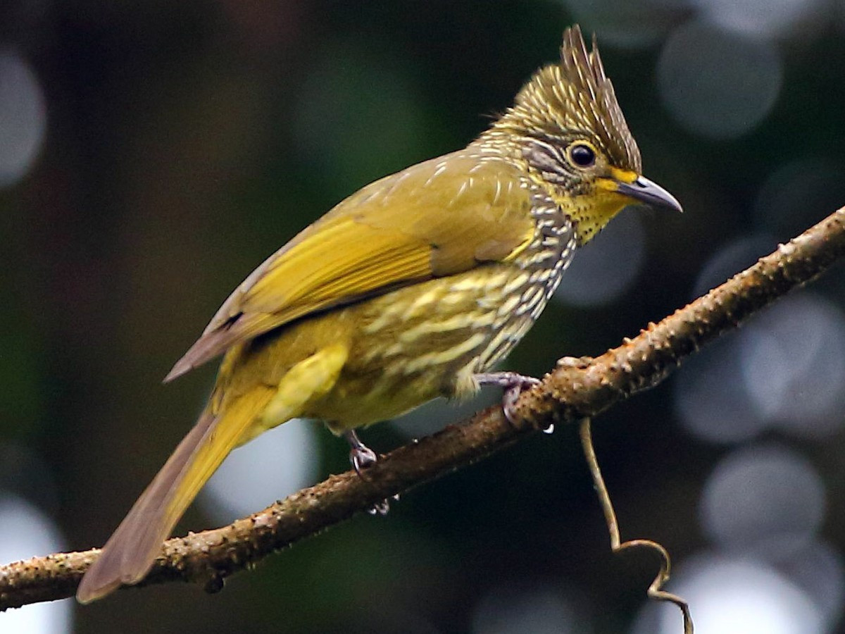 Chào mào vạch (Pycnonotus striatus) dài 22-23 cm, là loài định cư tương đối hiếm tại Tây Bắc. Chúng sống ở rừng lá rộng thường xanh, rừng thứ sinh, bìa rừng, độ cao 1.200-2.900 mét.