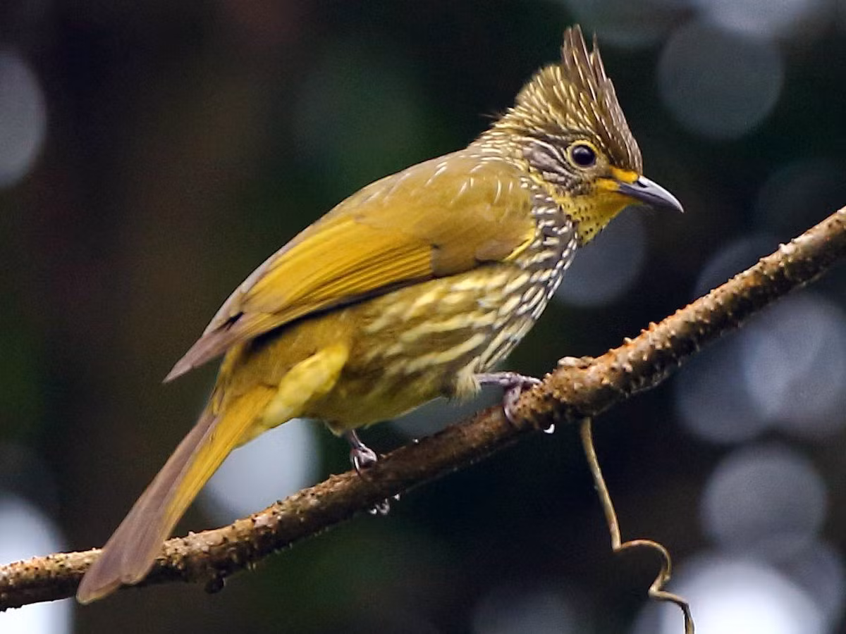 Chào mào vạch (Pycnonotus striatus) dài 22-23 cm, là loài định cư tương đối hiếm tại Tây Bắc. Chúng sống ở rừng lá rộng thường xanh, rừng thứ sinh, bìa rừng, độ cao 1.200-2.900 mét.