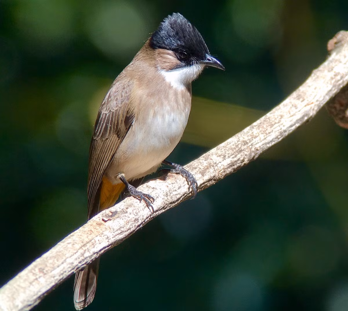 Bông lau ngực nâu (Pycnonotus xanthorrhous) dài 19-20 cm, là loài định cư, phổ biến tại Tây Bắc (ghi nhận nhiều tại VQG Hoàng Liên Sa Pa). Loài chim thuộc Họ chào mào này sống ở rừng thứ sinh, cây bụi, trảng cỏ, phân bố từ độ cao 1.020 - 2.300 mét.