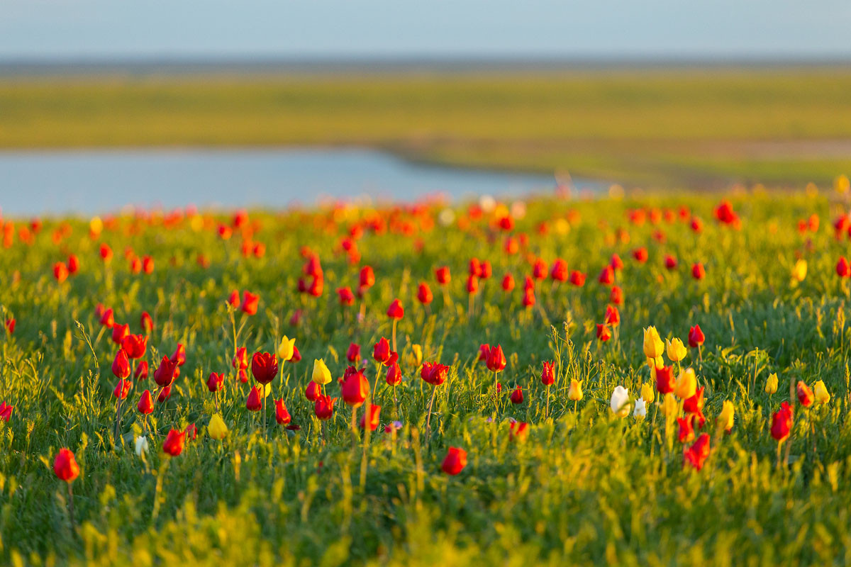 Với 20% diện tích là các khu bảo tồn thiên nhiên, Kalmykia cũng là điểm đến lý tưởng với những người thích khám phá cuộc sống hoang dã. Các thắng cảnh thiên nhiên nổi tiếng ở nơi đây là vùng đồi Ergeni, chuỗi hồ Sarpa, vườn quốc gia Tulip... Ảnh: Uniticket.ru.