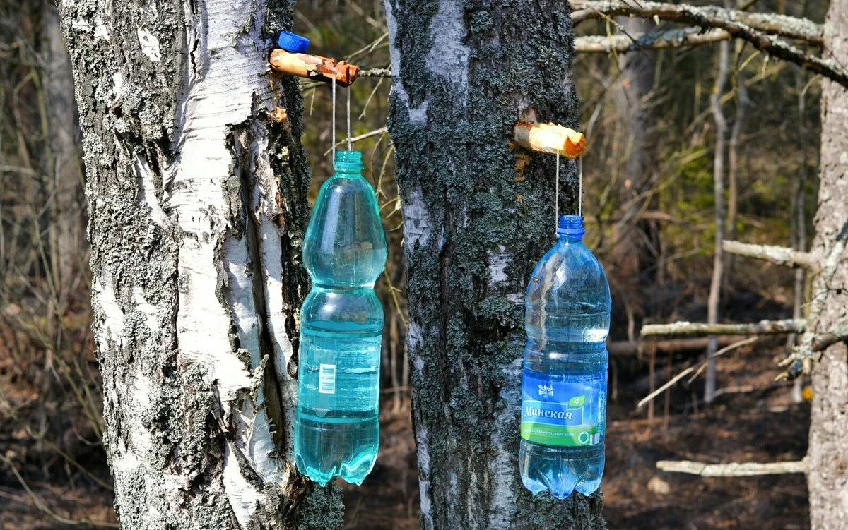 Đặc biệt, cây bạch dương còn cung cấp một loại nước uống độc đáo, gọi là nước bạch dương, có vị ngọt nhẹ (do chứa 2% đường) và mùi thảo mộc. Việc lấy nước gần giống cách thu mủ cao su. Sau 10 tiếng đồng hồ, một cây bạch dương cho ra 3-5 lít nước, có thể uống ngay tại chỗ. Ảnh: Yandex.