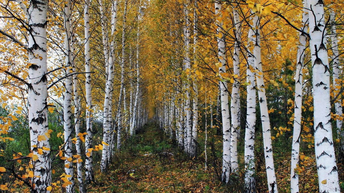 Trong đời sống của người Nga, cây bạch dương có rất nhiều công dụng. Gỗ bạch dương vừa rắn chắc, vừa có độ đàn hồi cao, là loại gỗ thông dụng để đóng đồ nội thất, sản xuất các đồ gia dụng truyền thống. Ảnh: Zpitomniki.ru.