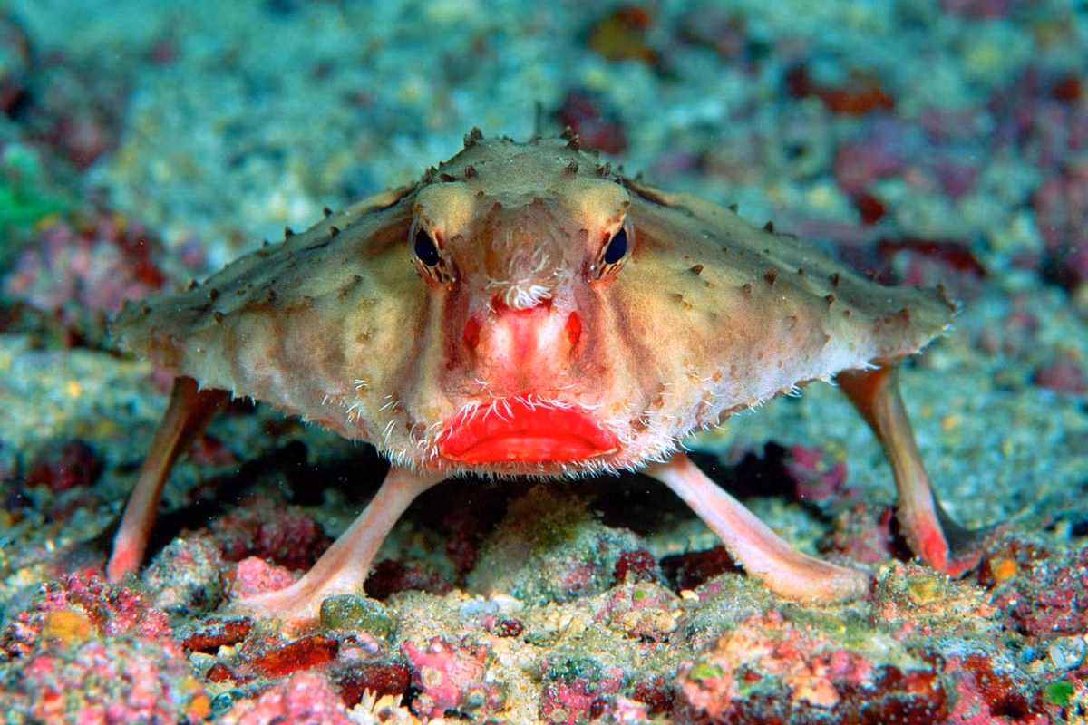 Cá dơi môi đỏ (Ogcocephalus darwini) dài 20 cm, sinh sống ở các vùng biển nhiệt đới, trong đó nhiều nhất ở đảo Galapagos. Loài cá vây chân có hình thù kỳ dị này dùng các cặp vây ngực và vây bụng chống đỡ cơ thể và lê đi khắp nơi kiếm ăn.