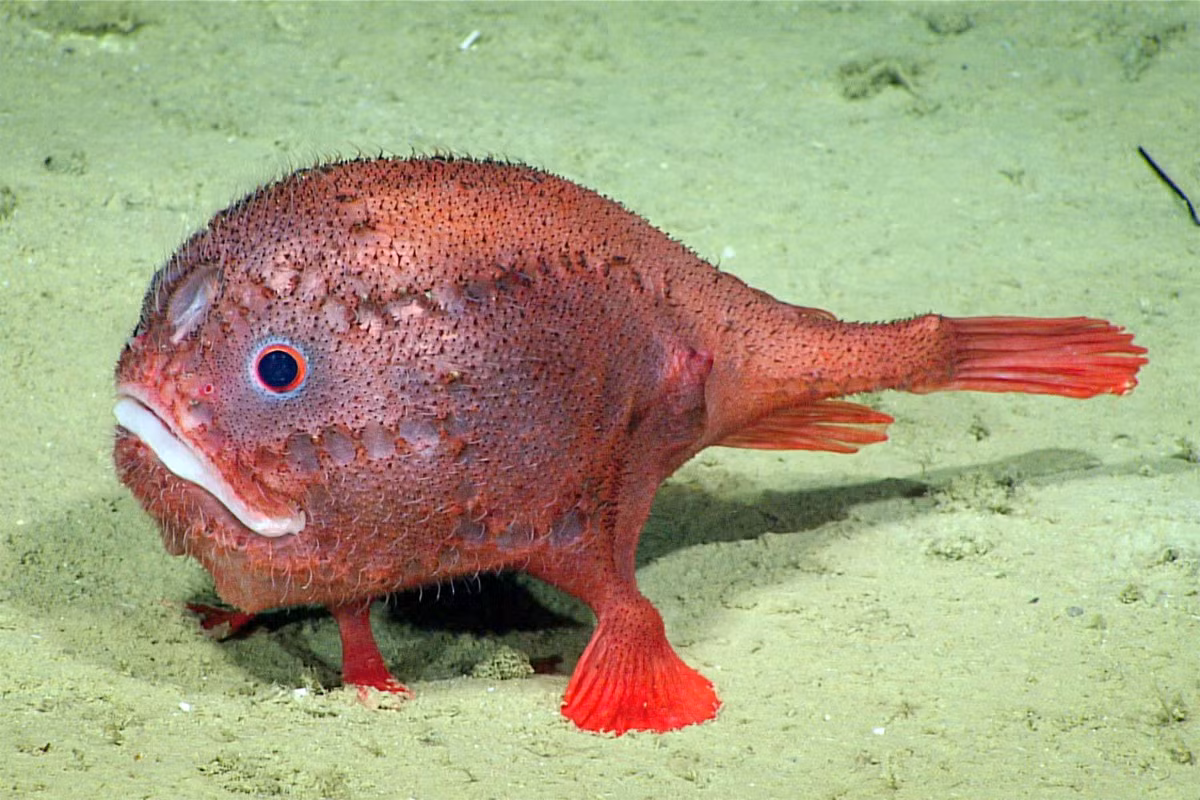 Cá quan tài (Chaunax endeavouri) dài 22 cm, được ghi nhận ở Tây Nam Thái Bình Dương. Chúng ẩn mình dưới đáy bùn, chờ những con cá nhỏ làng vảng vào tầm ngắm để tấn công.