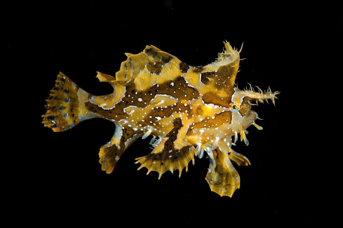 Cá lưỡi dong tảo mơ (Histrio histrio) dài 20 cm, phân bố rộng từ Đại Tây Dương đến Ấn Độ Dương - Thái Bình Dương. Loài cá này ẩn mình giữa các mảng rong mơ Sargassum trôi nổi mà chúng ngụy trang rất giống.