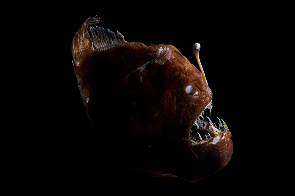 Cá vây chân lưng gù (Melanocetus johnsonii) dài 15 cm, sống ở độ sâu hàng nghìn mét ở tất cả các đại dương. Cá cái dùng "cần câu" phát quang nhờ vi khuẩn Enterovibrio escacola để thu hút con mồi. Tương tự cá vây quạt, con đực ở loài này cũng ký sinh trên con cái.