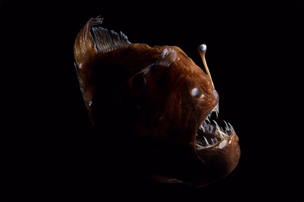 Cá vây chân lưng gù (Melanocetus johnsonii) dài 15 cm, sống ở độ sâu hàng nghìn mét ở tất cả các đại dương. Cá cái dùng "cần câu" phát quang nhờ vi khuẩn Enterovibrio escacola để thu hút con mồi. Tương tự cá vây quạt, con đực ở loài này cũng ký sinh trên con cái.