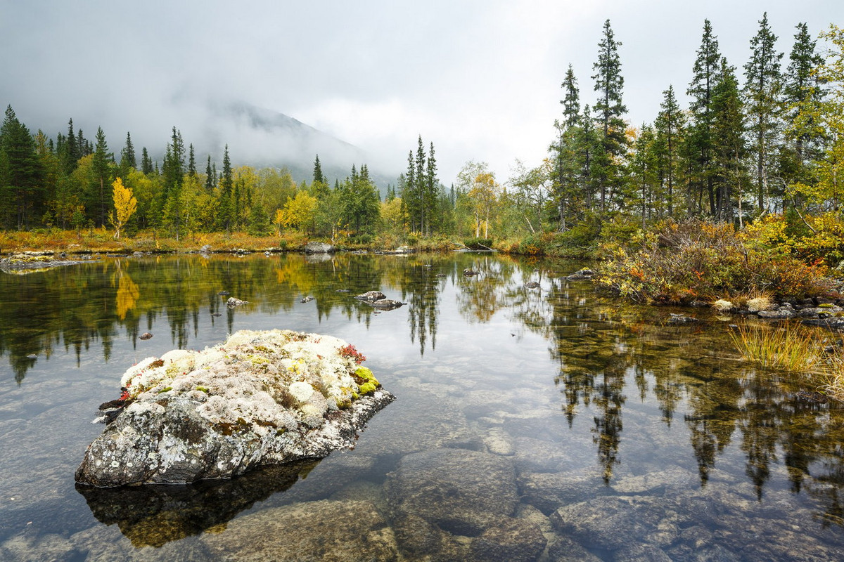 Loại thứ hai là rừng địa y, với các cây gỗ mọc thưa hơn và địa y che phủ mặt đất. Kiểu rừng này là phổ biến hơn ở phía Bắc, nơi có khí hậu cận cực. Ảnh: Nat-geo.ru.