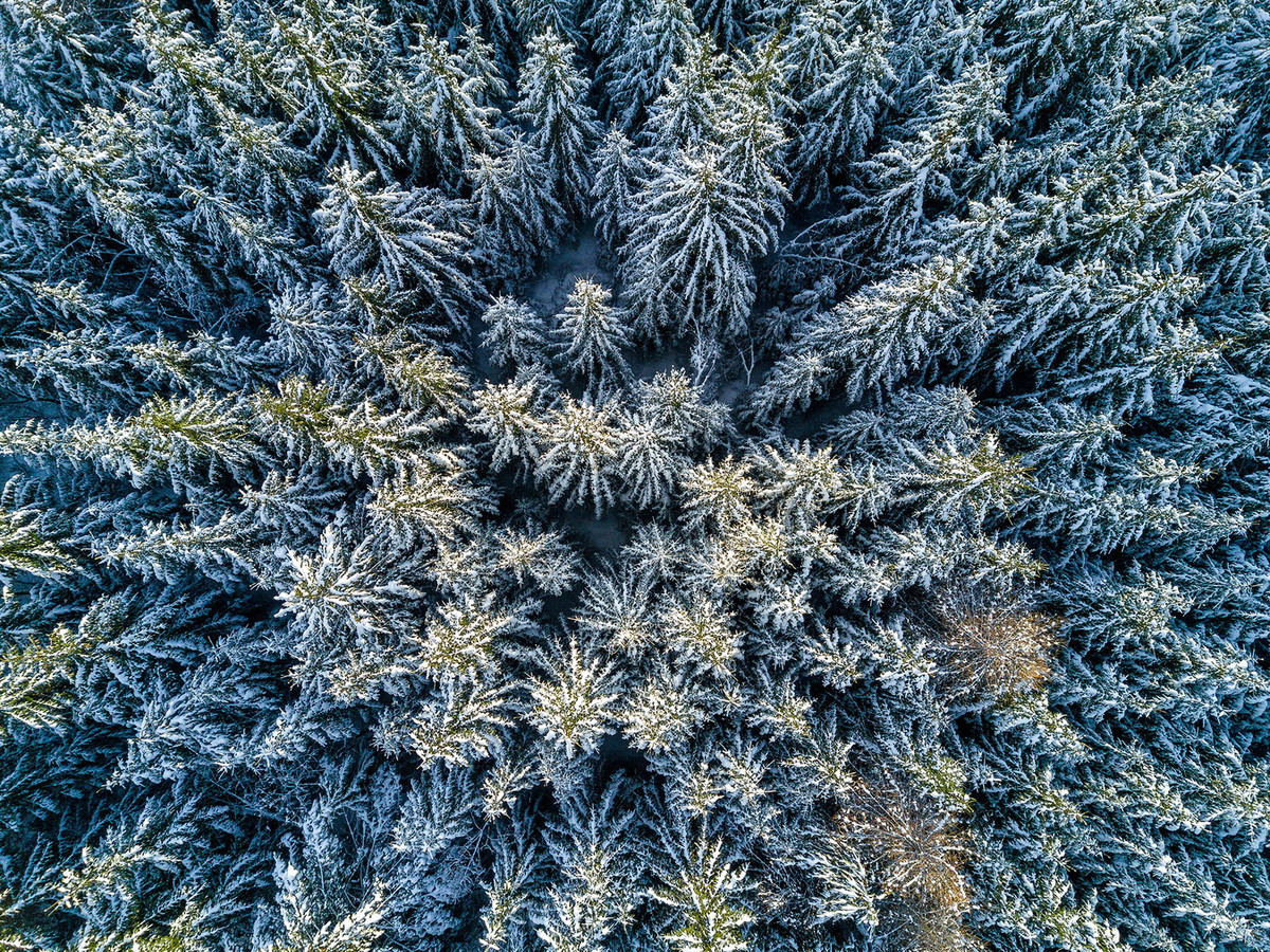 Các loài cây chiếm số lượng lớn ở rừng taiga là thông, thông rụng lá, vân sam, linh sam. Chúng đều có dạng nón hẹp với các cành rủ xuống giúp cho tuyết được rơi xuống mặt đất nhanh hơn. Ảnh: Rgo.ru.