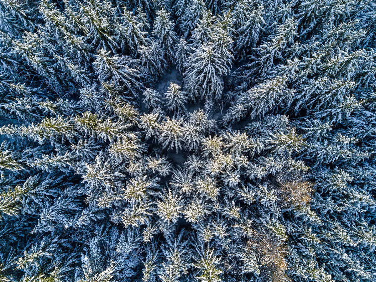 Các loài cây chiếm số lượng lớn ở rừng taiga là thông, thông rụng lá, vân sam, linh sam. Chúng đều có dạng nón hẹp với các cành rủ xuống giúp cho tuyết được rơi xuống mặt đất nhanh hơn. Ảnh: Rgo.ru.