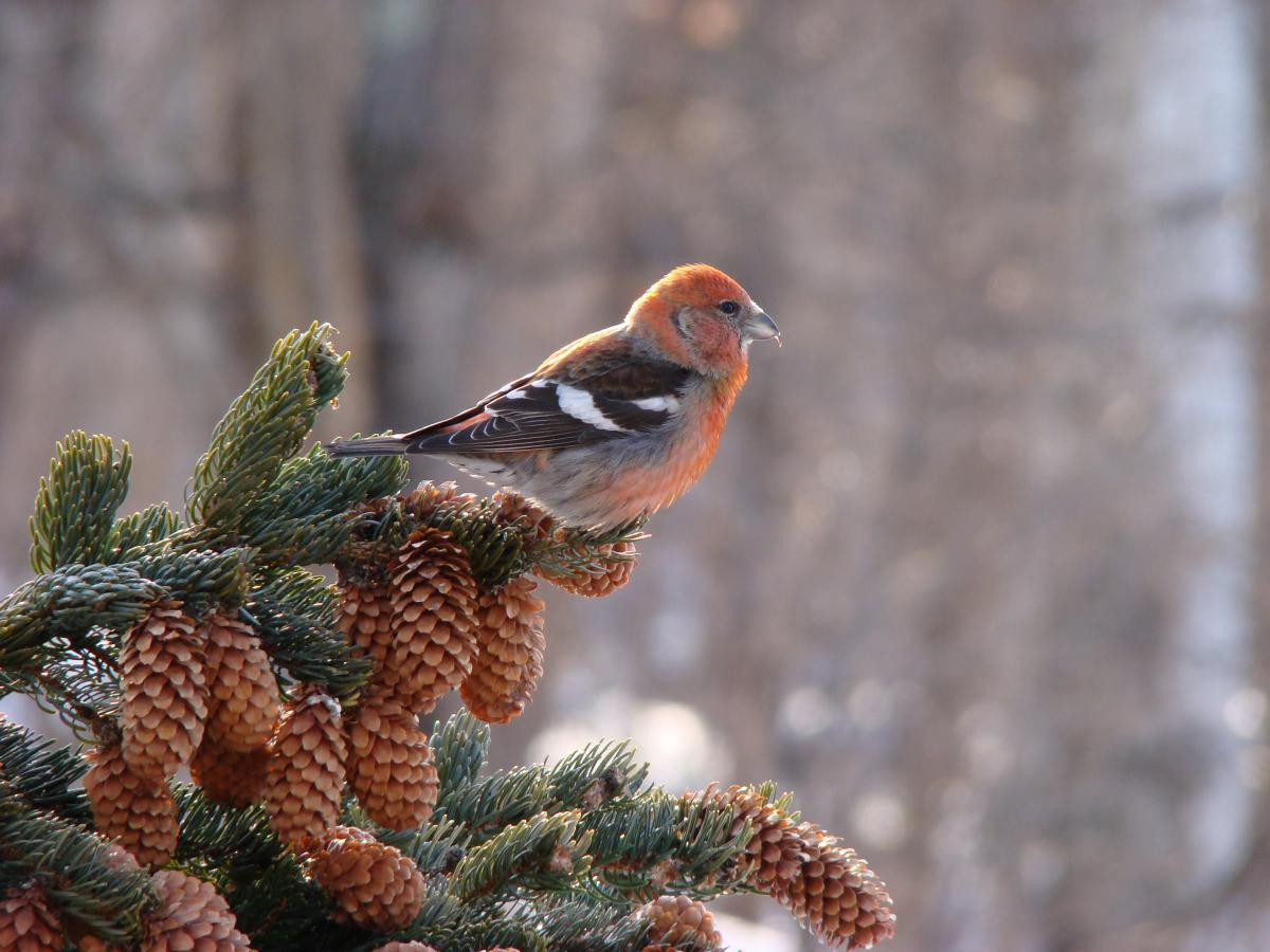 Vào mùa hè, rừng taiga luôn rộn rã tiếng chim khi hơn 300 loài chim tận dụng ngày hè kéo dài để kiếm ăn. Vào mùa đông, số loài chim giảm xuống còn khoảng 30, khi phần lớn đã di trú về phía Nam. Ảnh: New-millennium.ru.