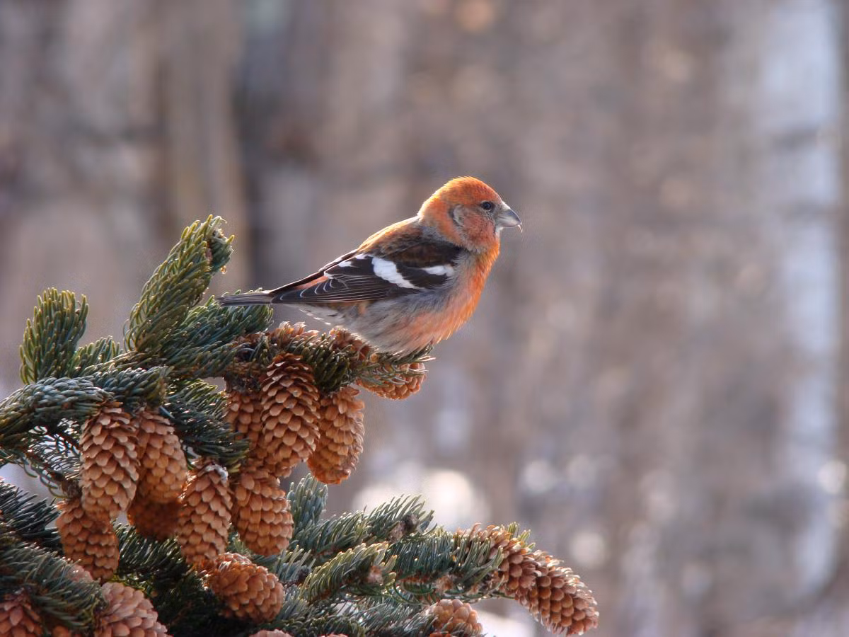 Vào mùa hè, rừng taiga luôn rộn rã tiếng chim khi hơn 300 loài chim tận dụng ngày hè kéo dài để kiếm ăn. Vào mùa đông, số loài chim giảm xuống còn khoảng 30, khi phần lớn đã di trú về phía Nam. Ảnh: New-millennium.ru.