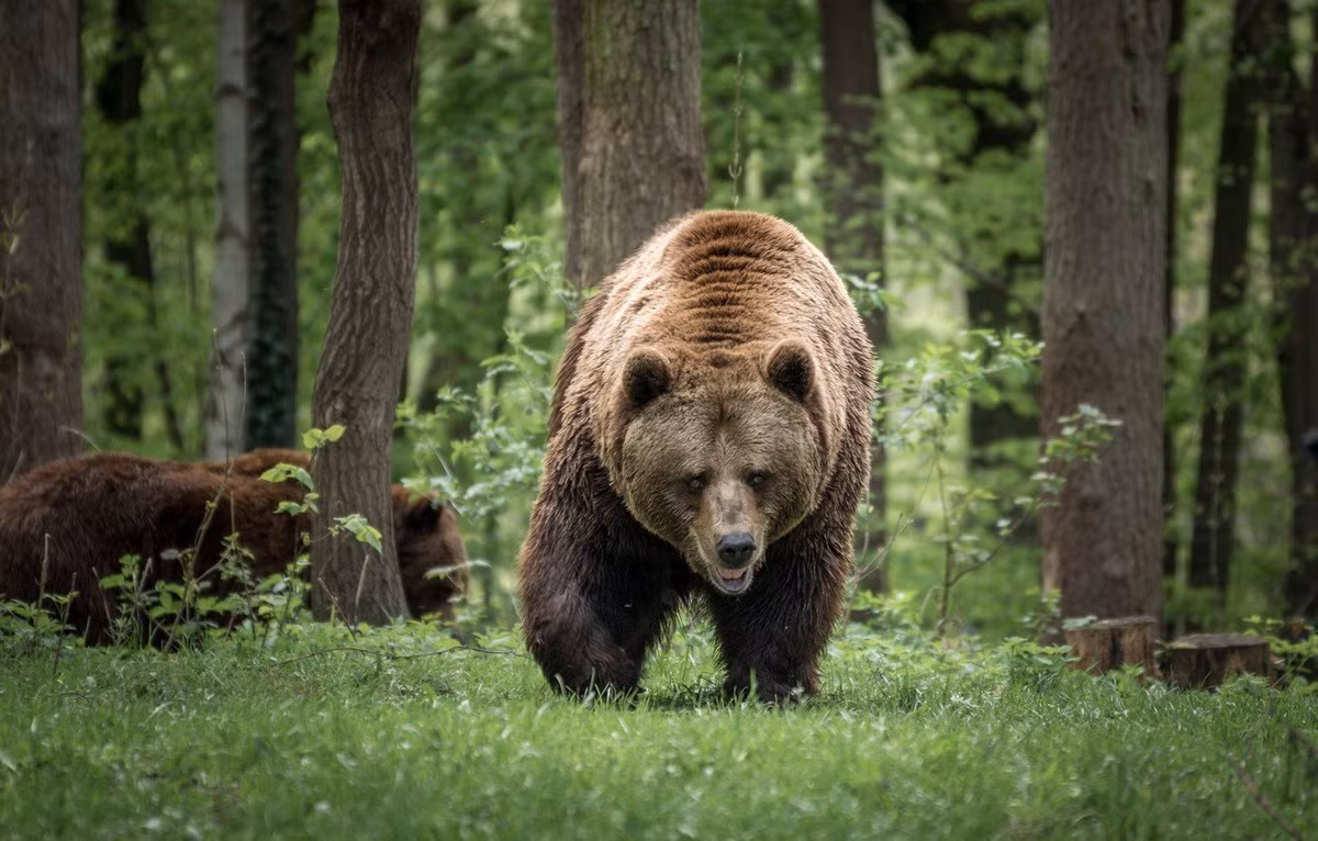 Số lượng lớn động vật ăn cỏ và gặm nhấm lại kéo theo sự phát triển của động vật ăn thịt, mà những đại diện tiêu biểu là gấu, linh miêu, chó sói, cáo, chồn sói... Ảnh: Krasivosti.pro.