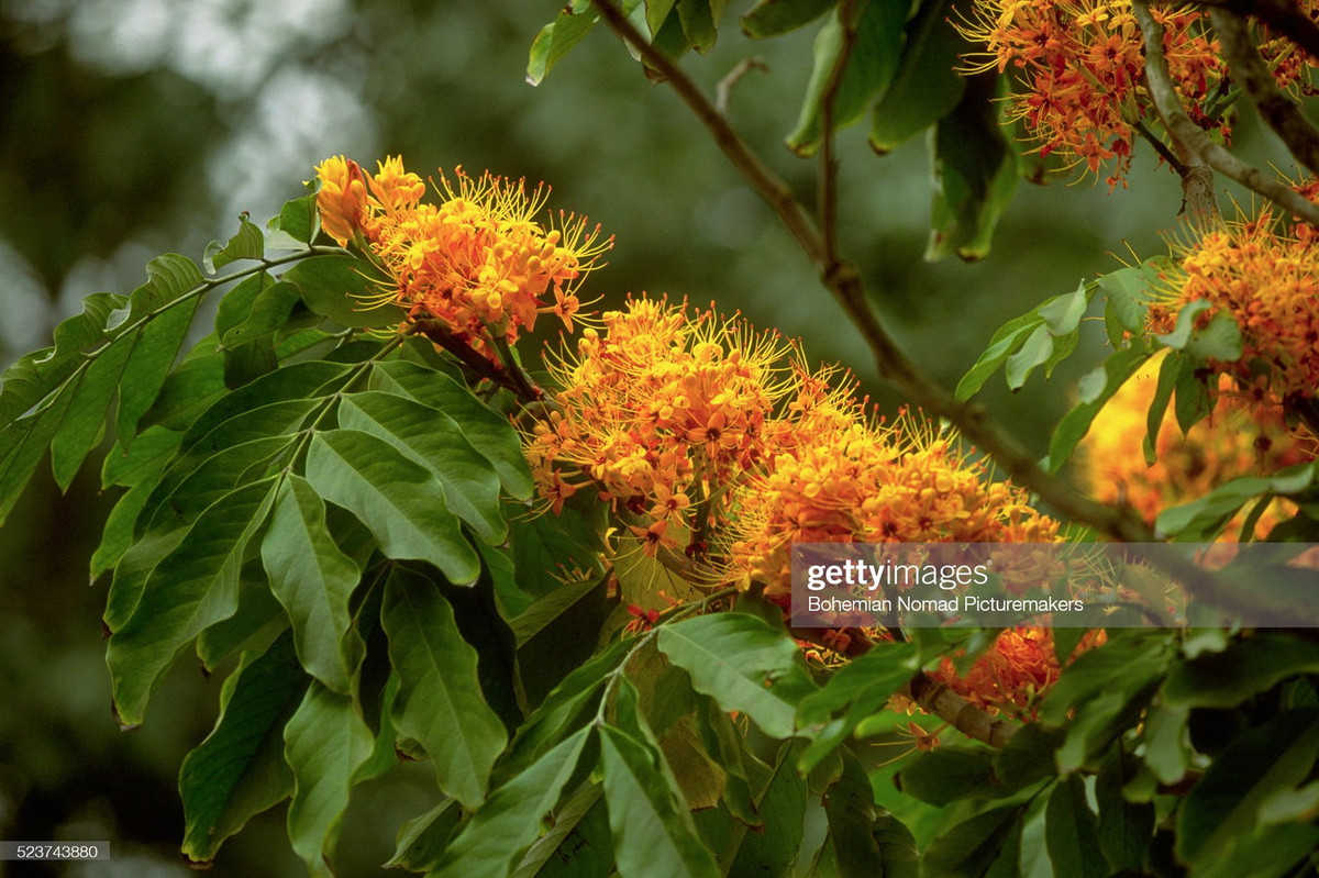 Hoa vô ưu khoe sắc ở khu vực bờ hồ.