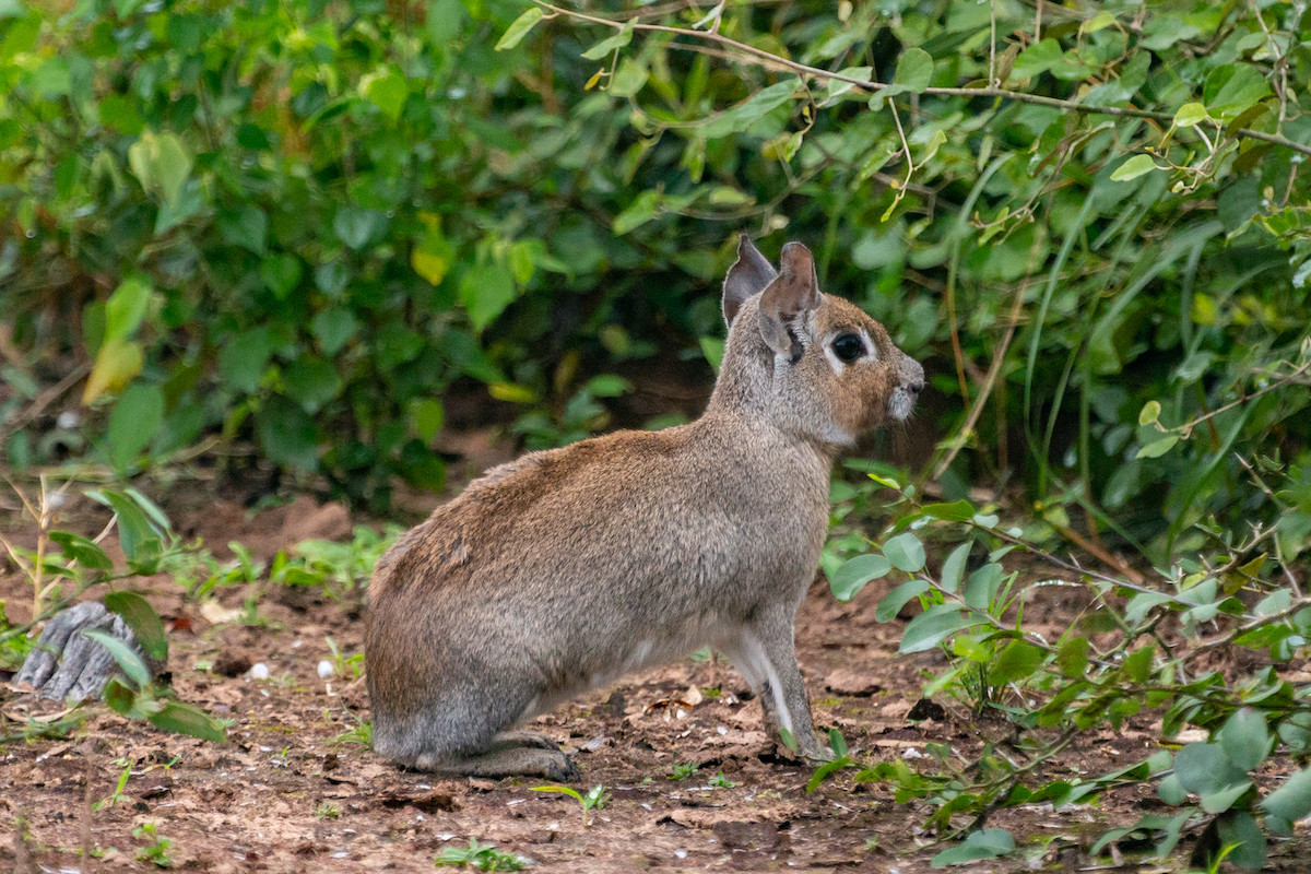 Chuột lang Chacoan (Dolichotis salinicola) dài 42-48 cm, là họ hàng có kích cỡ nhỏ và ít được biết đến hơn của chuột lang Patagonia, sống ở các khu rừng và đồng cỏ khô ráo ở Argentina, Paraguay và Bolivia. Chúng được cho là giống với một con thỏ hơn là chuột lang.