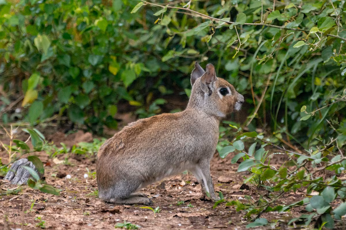 Chuột lang Chacoan (Dolichotis salinicola) dài 42-48 cm, là họ hàng có kích cỡ nhỏ và ít được biết đến hơn của chuột lang Patagonia, sống ở các khu rừng và đồng cỏ khô ráo ở Argentina, Paraguay và Bolivia. Chúng được cho là giống với một con thỏ hơn là chuột lang.