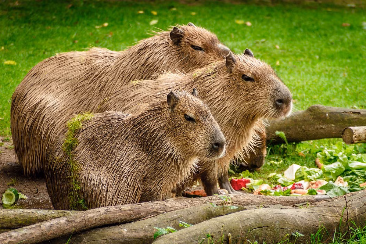 Chuột lang nước hay capybara (Hydrochoerus hydrochaeris) dài 1-1,3 mét, phân bố rộng ở phía Đông lục địa Nam Mỹ. Loài chuột to như con lợn này cư ngụ ở các trảng cỏ và rừng lá rậm, gần nguồn nước. Chúng là loài có tập tính xã hội cao và thường tập hợp thành nhóm hàng chục cá thể.