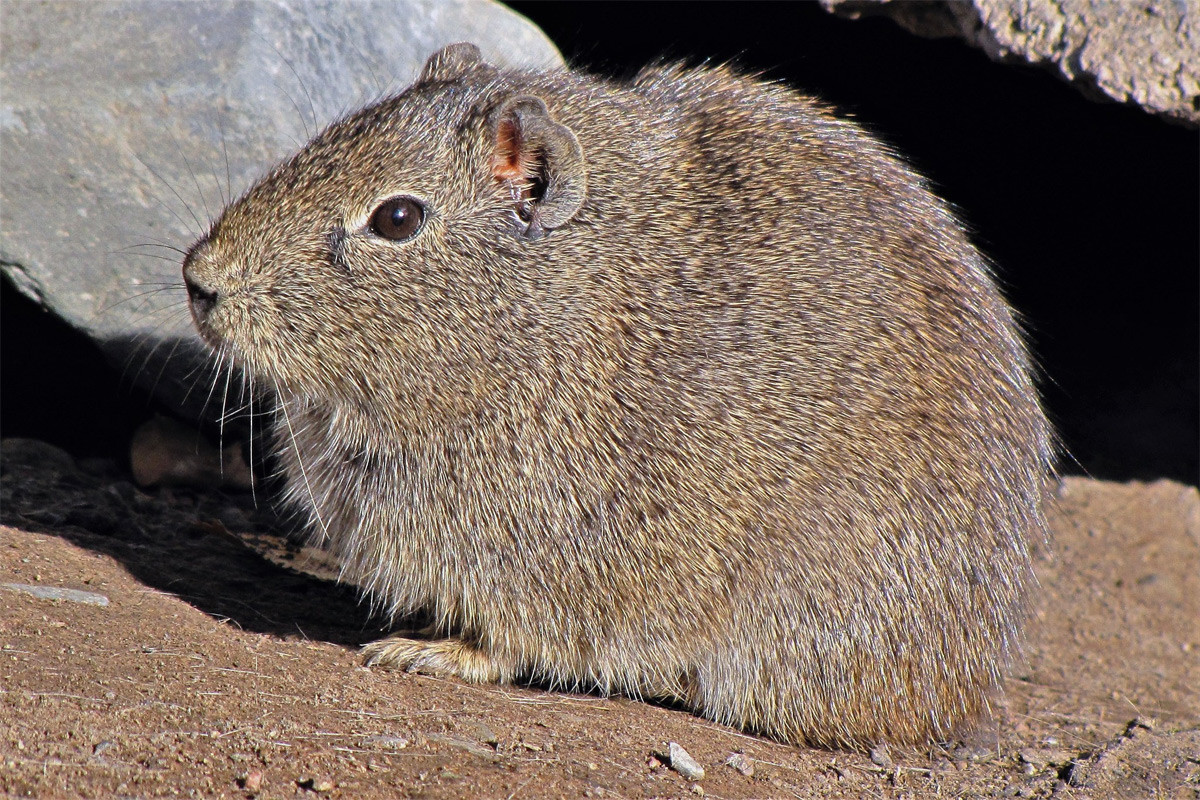 Chuột lang răng vàng (Galea musteloides) dài 20 cm, được ghi nhận ở Argentina, Bolivia, Chile và Peru. Con đực của loài này khá hung hãn, thường gây hấn với nhau ngay cả khi chưa trưởng thành. Con cái sẵn sàng cho con con không phải của mình bú sữa.