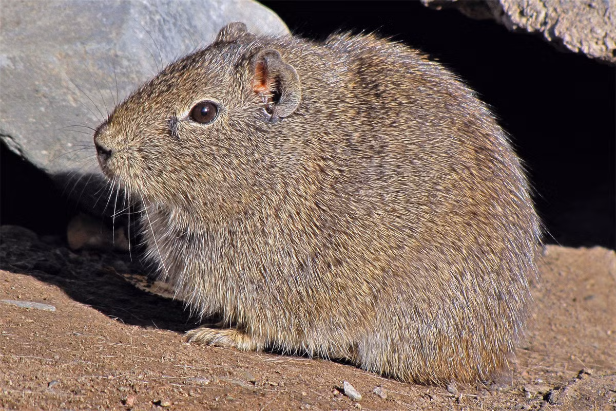 Chuột lang răng vàng (Galea musteloides) dài 20 cm, được ghi nhận ở Argentina, Bolivia, Chile và Peru. Con đực của loài này khá hung hãn, thường gây hấn với nhau ngay cả khi chưa trưởng thành. Con cái sẵn sàng cho con con không phải của mình bú sữa.