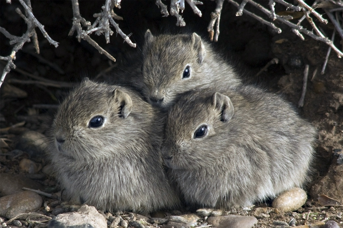 Chuột lang núi phương Nam (Microcavia australis) dài 20 cm, phân bố chủ yếu ở Argentina và một số khu vực của Chile, Bolivia. Loài này tạo thành cộng đồng từ 4-38 cá thể sống trong hang - có thể dài tới 40 mét. Con đực trong cùng hang hay đánh nhau để phân chia thứ bậc.