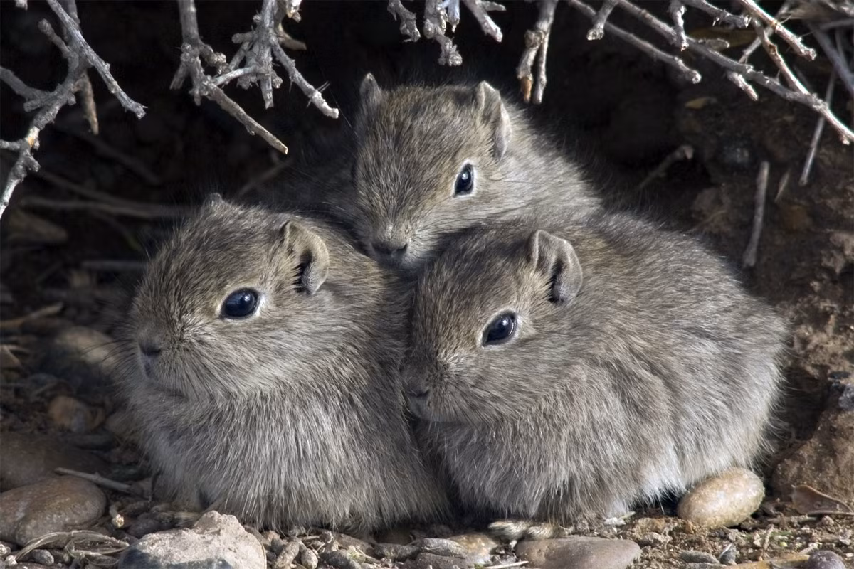 Chuột lang núi phương Nam (Microcavia australis) dài 20 cm, phân bố chủ yếu ở Argentina và một số khu vực của Chile, Bolivia. Loài này tạo thành cộng đồng từ 4-38 cá thể sống trong hang - có thể dài tới 40 mét. Con đực trong cùng hang hay đánh nhau để phân chia thứ bậc.