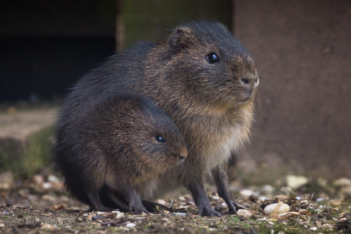 Chuột lang lớn (Cavia magna) dài 30-32 cm, phân bố ở ven biển Uruguay và Đông Nam Brazil. Sống đơn độc khi trưởng thành, loài này tạo ra một mạng lưới đường hầm và đường mòn phức tạp xuyên qua thảm thực vật nơi chúng sống.