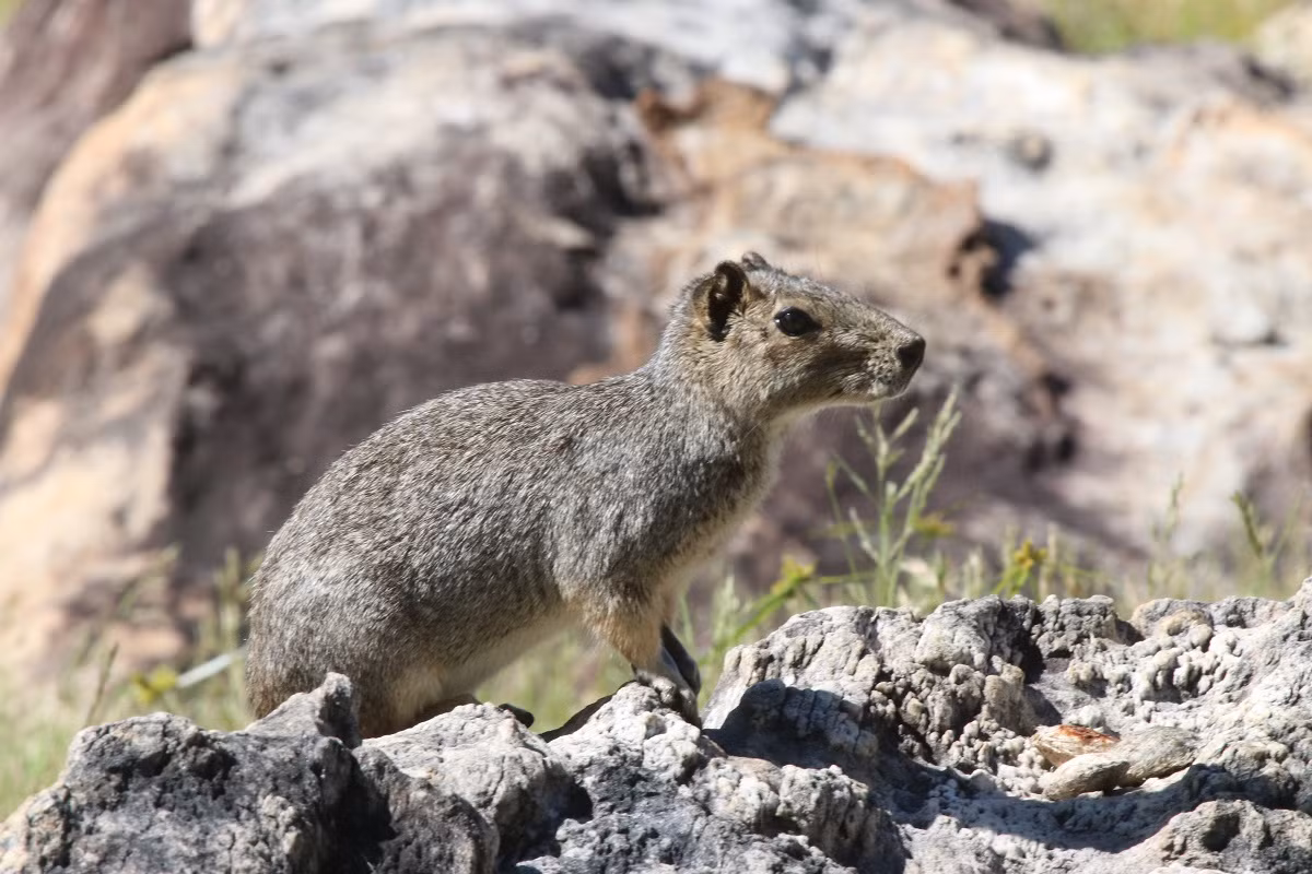 Chuột lang đá (Kerodon rupestris) dài 30-40 cm, ược tìm thấy ở những vùng núi đá khô cằn với thảm thực vật thấp ở miền Đông Brazil. Loài này sống thành từng nhóm, tập trung xung quanh các ổ có đá che chắn. Các con đực hay đánh nhau, còn con cái chọn bạn đời dựa vào cái tổ bằng đá mà con đực xây dựng.