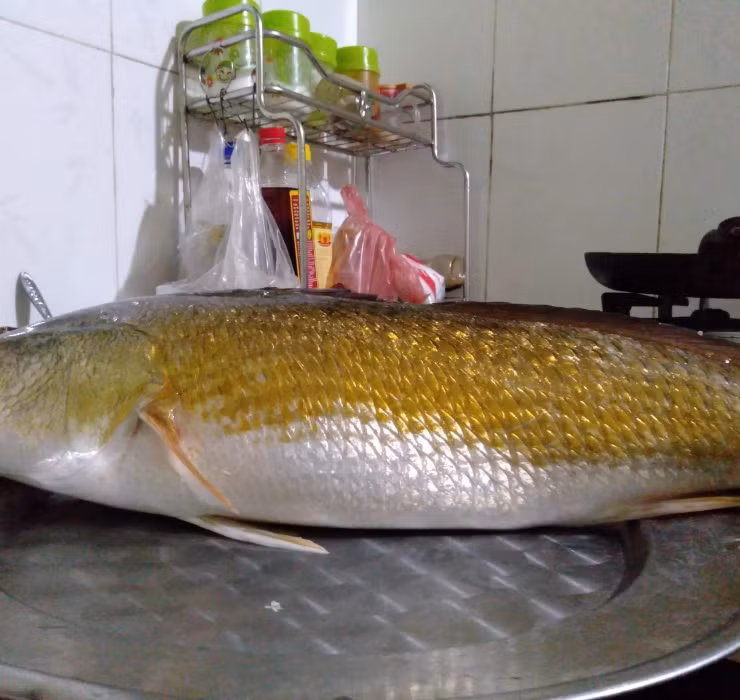 Thức ăn của chúng vô cùng đa dạng, có thể là: các loài cá nhỏ, giun, hoặc các động vật không xương dưới nước. Dòng cá này có kích thước cơ thể tương đối lớn, một con trưởng thành có thể dài tới 1m và nặng trên 100kg.