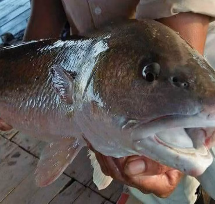 Khi trứng nở, các đàn cá con sẽ bơi ngược lên vùng nước ngọt để sinh sống trong vòng 1 đến 2 năm đầu. Khi trưởng thành, cá sủ vàng có xu hướng bơi ra biển. Chính vì những đặc tính khác biệt, loài cá “tiền tỷ” này rất khó phát triển trong môi trường nhân tạo. Do đó việc nuôi chúng làm cảnh hoặc bảo tồn là điều cực kỳ khó khăn.