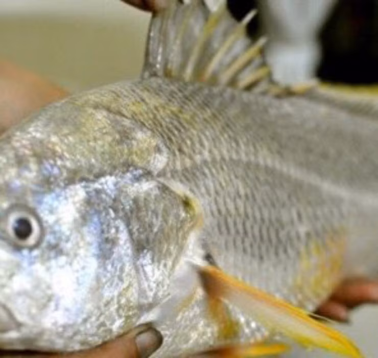 Xét về hình dáng, không khó để nhận biết loài cá này với các đặc điểm như miệng rộng và khá nhọn, lớp vảy có màu vàng nghệ lấp lánh. Thời gian sinh sản của cá sủ vàng thường rơi vào tháng 4 – 10 âm lịch hàng năm. Sau khi giao phối, cá mẹ thường bơi về các vùng cửa sông nước lợ để đẻ trứng.