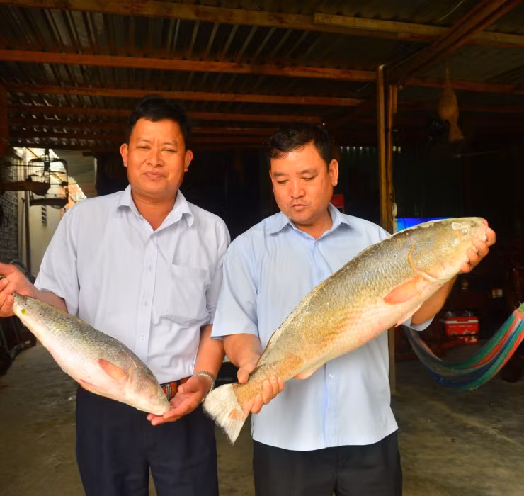 Cá sủ vàng là dòng cá hiếm lại được nhiều người tìm mua nên giá bán thường rất cao, dao động từ 15 – 30 triệu đồng/kg.