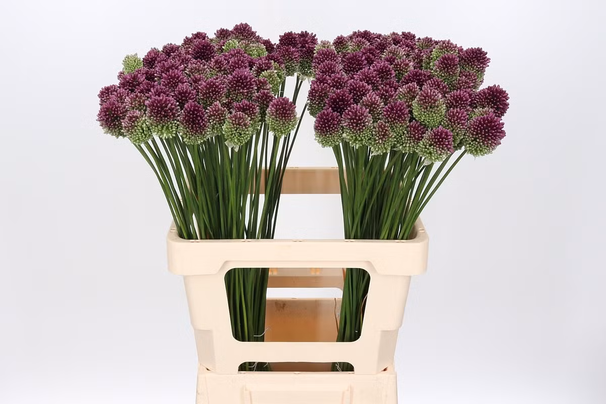 Tỏi dùi trống (Allium sphaerocephalon) là loài thực vật châu Âu có họ hàng gần với hành tây. Có cụm hoa rực rỡ ken dày, loài cây cây này thường được trồng làm cảnh trong các nhà vườn.