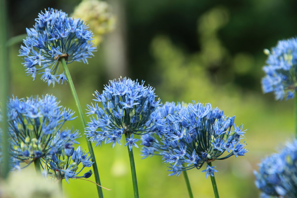 Tỏi hoa xanh (Allium caeruleum) được tìm thấy trên các sườn núi khô, đồng bằng và thảo nguyên Trung Á. Chúng là một loại cây cảnh được ưa chuộng nhờ có những chùm hoa xanh lam nở vào đầu hè.