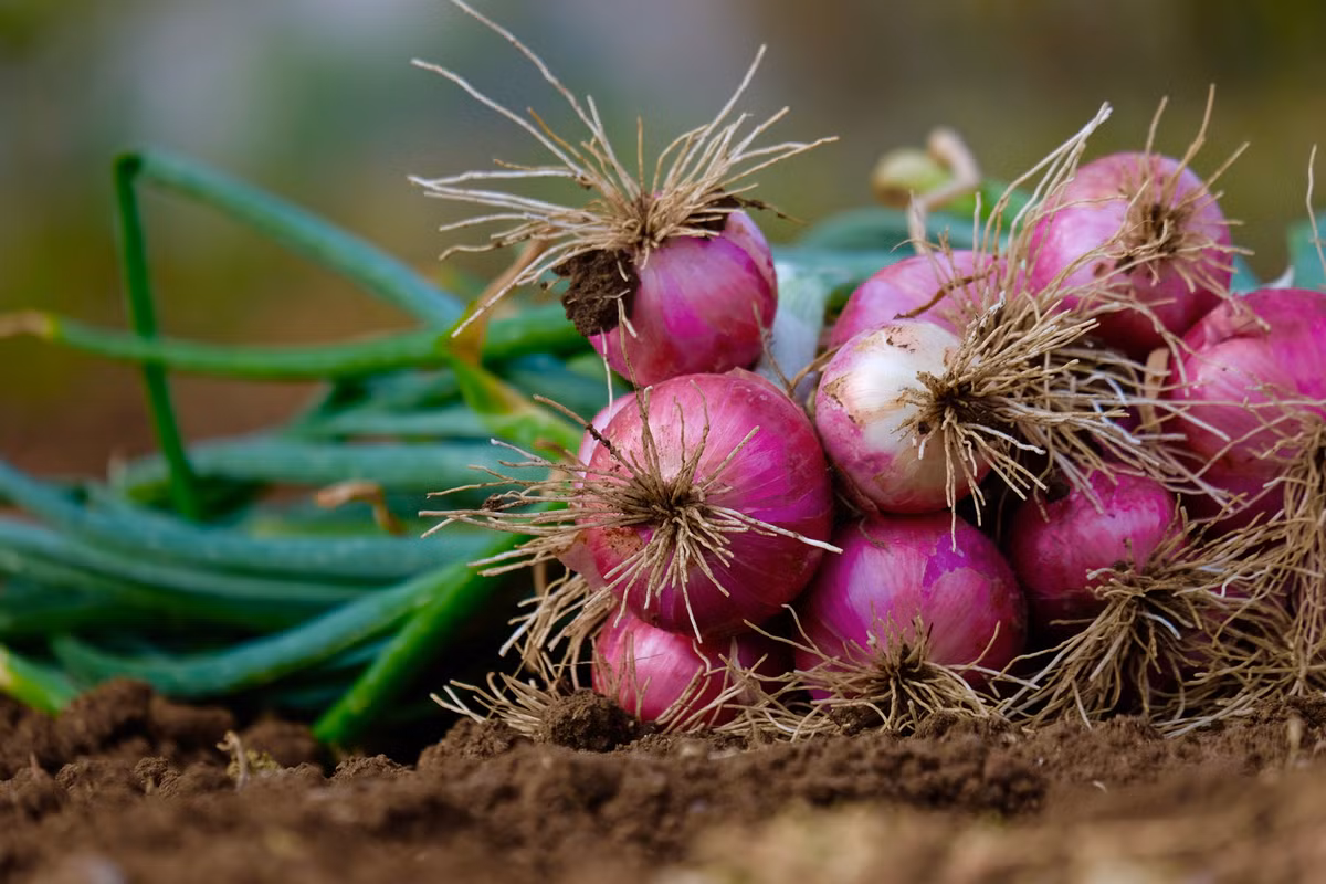 Hành tím hay hẹ tây từng được phân loại như một loài cây riêng biệt với pháp danh Allium ascalonicum. Đến năm 2020 chúng bị "hạ cấp" thành một giống của hành tây (Allium cepa).
