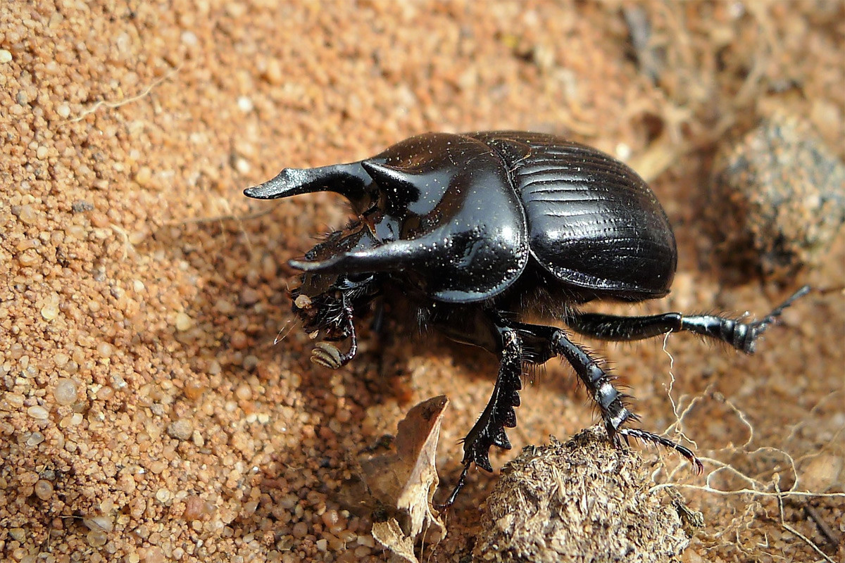 Bọ hung Minotaur (Typhoeus typhoeus) dài 1,5-2cm, sống ở các khu vực đất cát thuộc châu Âu. Chúng chôn phân cừu và phân thỏ trong hang để làm thức ăn cho ấu trùng.