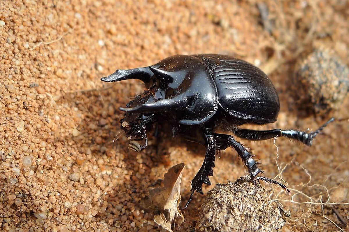 Bọ hung Minotaur (Typhoeus typhoeus) dài 1,5-2cm, sống ở các khu vực đất cát thuộc châu Âu. Chúng chôn phân cừu và phân thỏ trong hang để làm thức ăn cho ấu trùng.