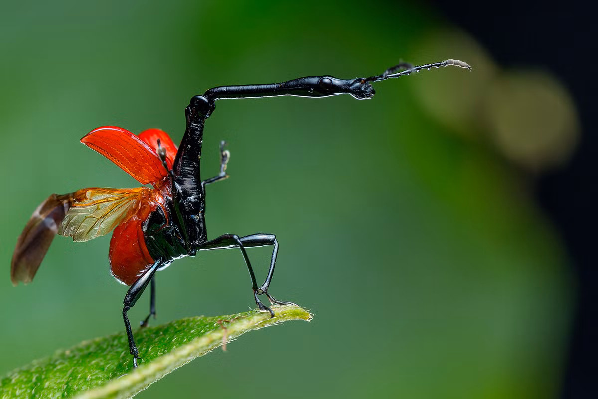 Mọt hươu cao cổ (Trachelophorus giraffa) dài 2,6 cm, sống trong các rừng mưa Madagascar. Chúng dùng cái cổ dài bất thường để cuốn lá cây làm ổ đẻ trứng.