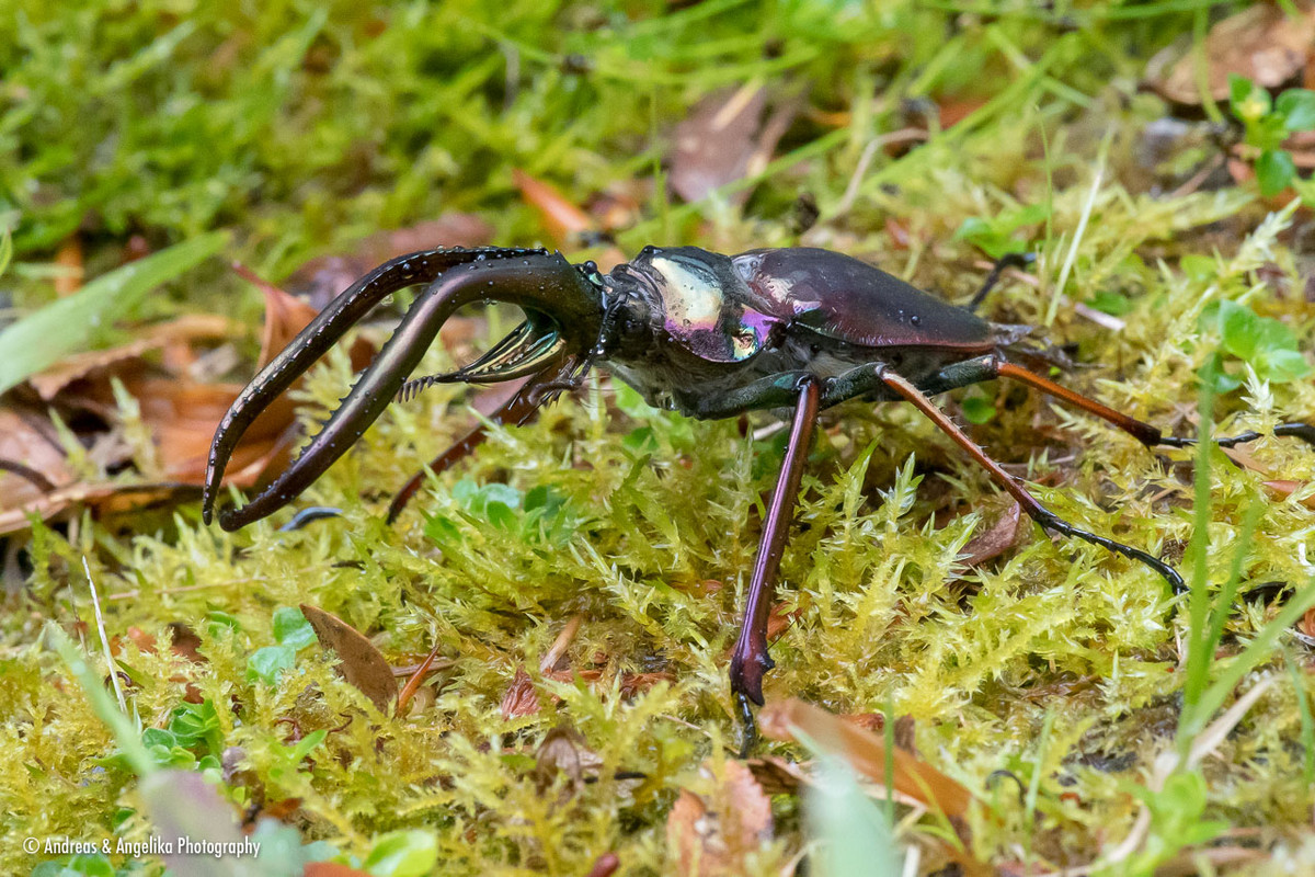 Bọ sừng hươu Chile hay bọ Darwin (Chiasognathus grantii) dài 6-9 cm, được tìm thấy ở Chile và Argentina. Con đực của loài này dùng hàm dài để móc và ném đối thủ trên cành cây, tương tự loài Lucanus cervus.