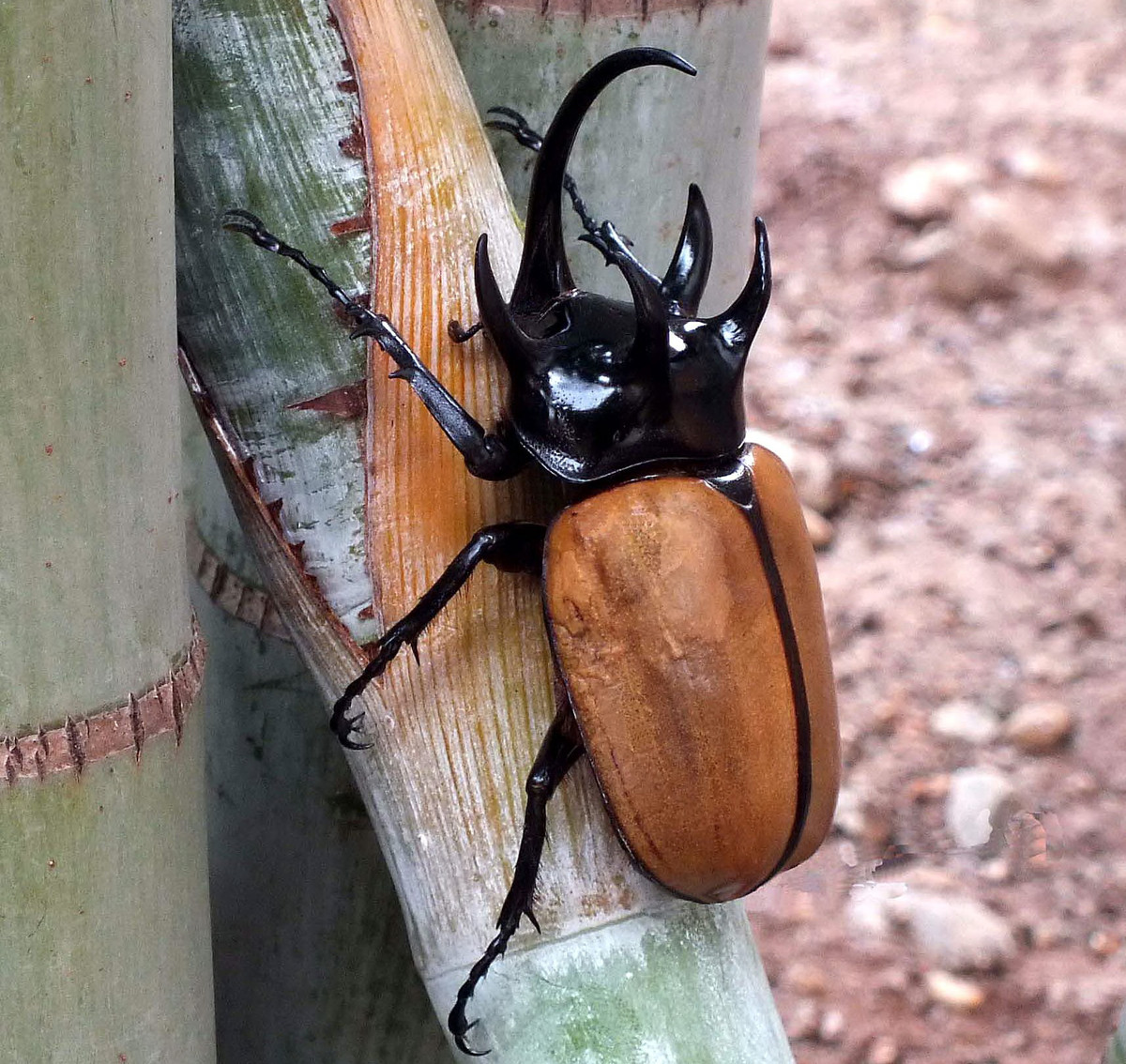 Bọ hung năm sừng (Eupatorus gracilicornis) dài 5-10 cm, phân bố ở Đông Nam Á. Loài này có bốn sừng lớn ở đốt ngực trước và một sừng rất dài trên đầu.