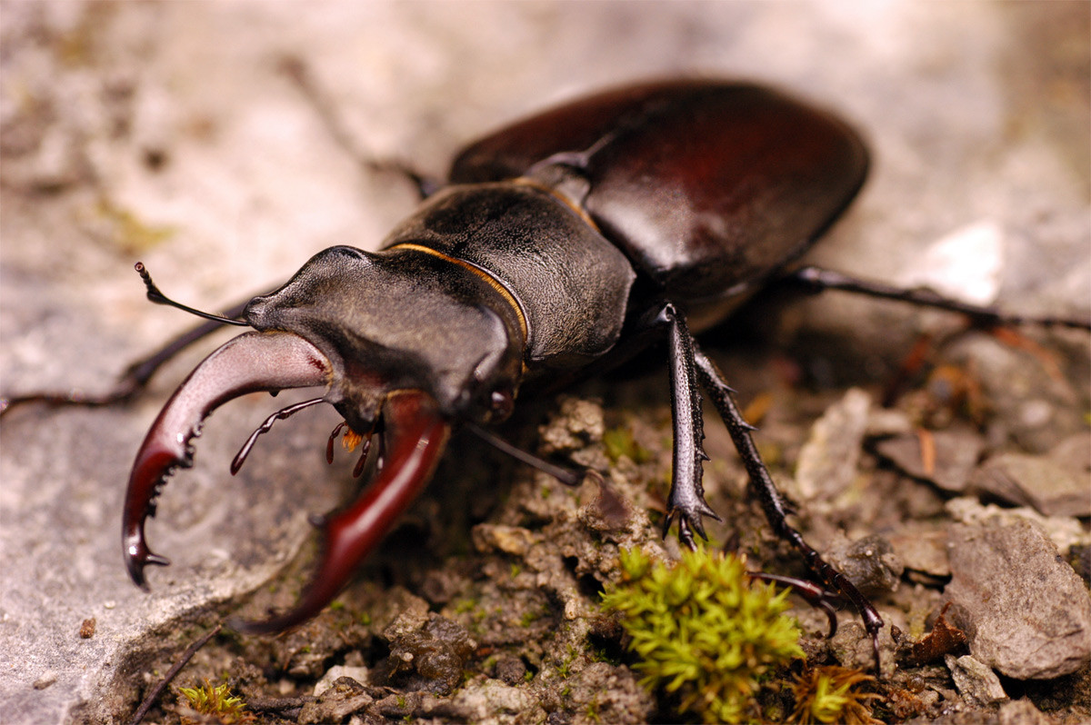 Bọ sừng hươu (Lucanus cervus) dài 7,5 cm, phân bố rộng từ chây Âu đến Tây và Trung Á. Các con đực của loài này dùng hàm lớn giống sừng hươu để tranh giành con cái. Ấu trùng của chúng ăn gỗ sồi mục, mất đến 4-6 năm để phát triển.