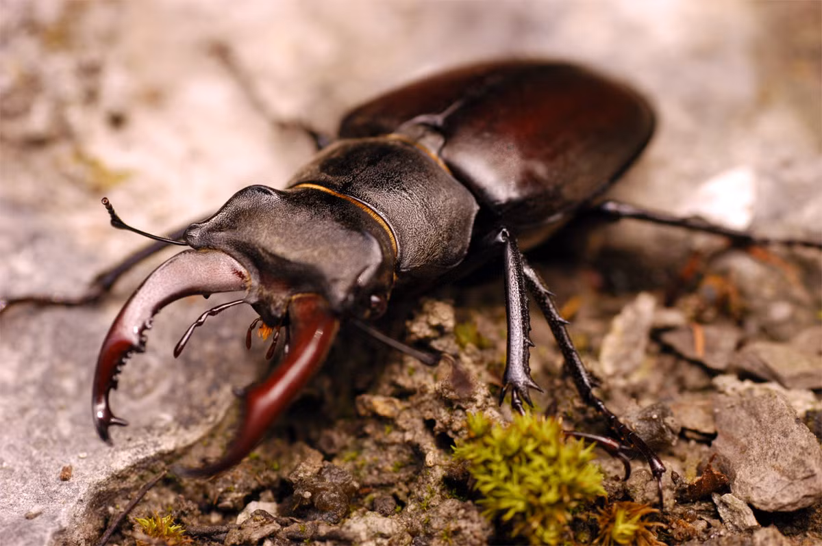 Bọ sừng hươu (Lucanus cervus) dài 7,5 cm, phân bố rộng từ chây Âu đến Tây và Trung Á. Các con đực của loài này dùng hàm lớn giống sừng hươu để tranh giành con cái. Ấu trùng của chúng ăn gỗ sồi mục, mất đến 4-6 năm để phát triển.