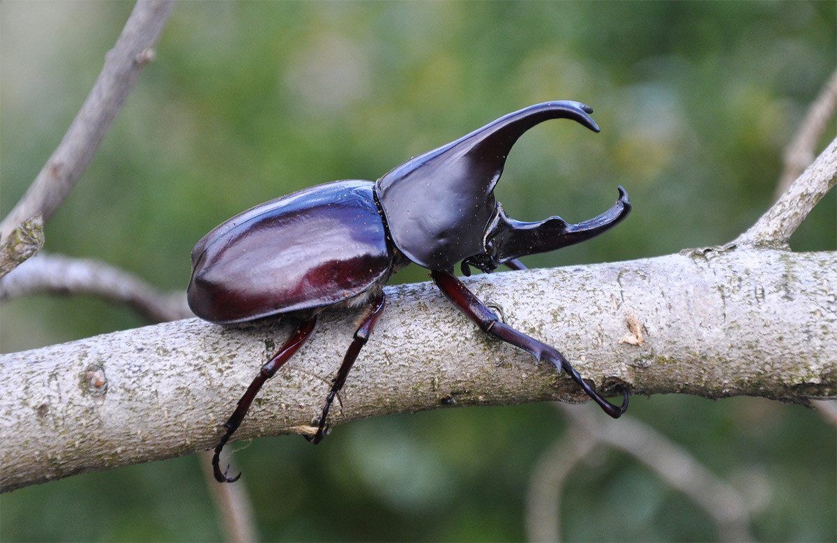 Kiến vương hai sừng (Xylotrupes gideon) dài 4-6 cm, phân bố ở Đông Nam Á. Con đực của loài này dùng sừng để đấu nhau. Ở miền Bắc Thái Lan, chúng thường bị bắt và huấn luyện để tham gia những ván đấu giải trí.