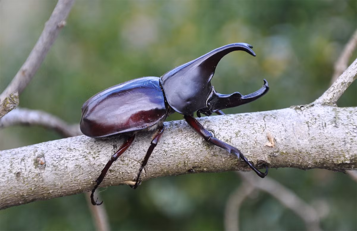 Kiến vương hai sừng (Xylotrupes gideon) dài 4-6 cm, phân bố ở Đông Nam Á. Con đực của loài này dùng sừng để đấu nhau. Ở miền Bắc Thái Lan, chúng thường bị bắt và huấn luyện để tham gia những ván đấu giải trí.