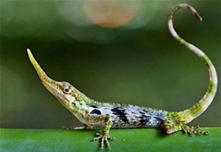 Có thể nói, thằn lằn Pinocchio có phạm vi sống nhỏ nhất trong số tất cả những loài thằn lằn khác trên thế giới. Phần vòi của thằn lằn là một điểm đặc biệt, giúp nó có sự lựa chọn bạn tình phù hợp nhất.