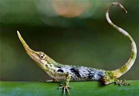 Có thể nói, thằn lằn Pinocchio có phạm vi sống nhỏ nhất trong số tất cả những loài thằn lằn khác trên thế giới. Phần vòi của thằn lằn là một điểm đặc biệt, giúp nó có sự lựa chọn bạn tình phù hợp nhất.