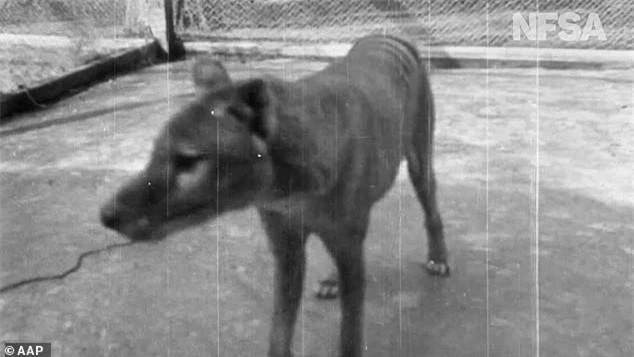 Nhung hinh anh quy gia cuoi cung cua loai ho Tasmania