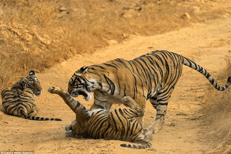 Sau một hồi bị mẹ gầm gừ, hổ con đã ngoan ngoãn "nghe giảng" hơn chút xíu.