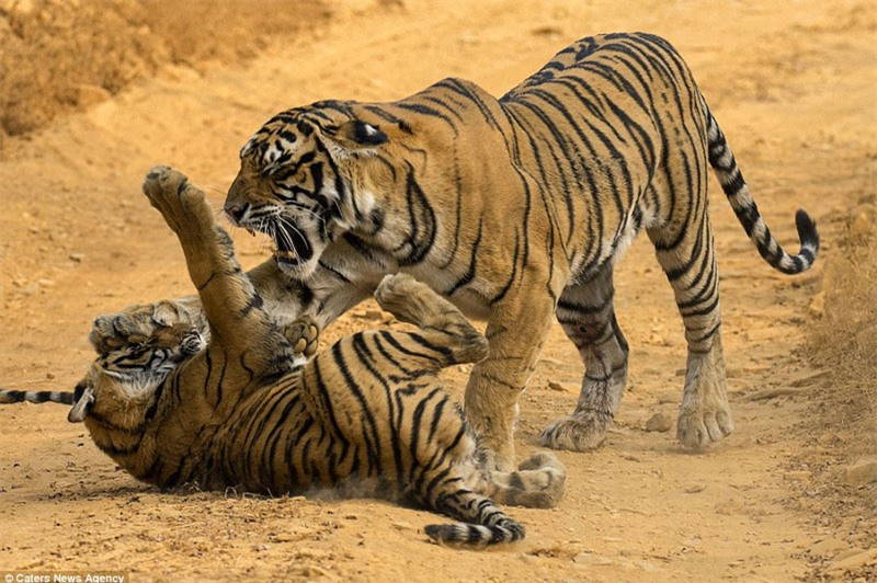 Để cho đàn con có “hành trang” vững vàng bước vàng đời, hổ mẹ đã quyết định dạy dỗ nghiêm khắc.