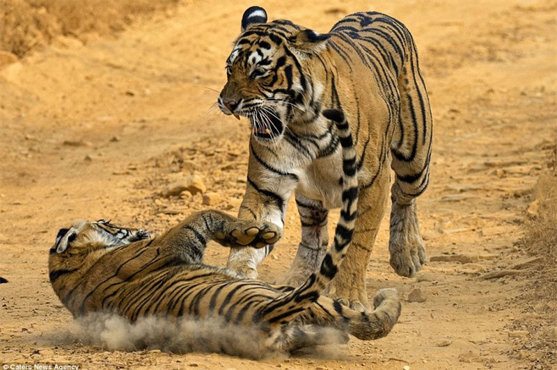 Mặc kệ hổ mẹ giận dữ, chú hổ con này vẫn "lầy" bất chấp.
